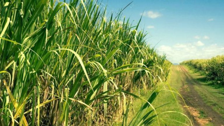 Convocan a PyMES al Congreso de Caña de Azúcar